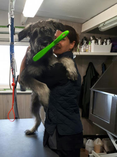 Over mij. Een gezellige foto van mij in mijn hondentrimsalon met Riezenschnauzer Juul.